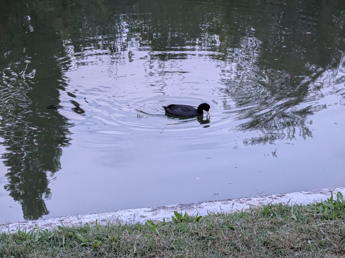 Fotografia scattata con Google Pixel 11 che mostra la gestione del colore e del contrasto del teleobiettivo da 10,8 MP