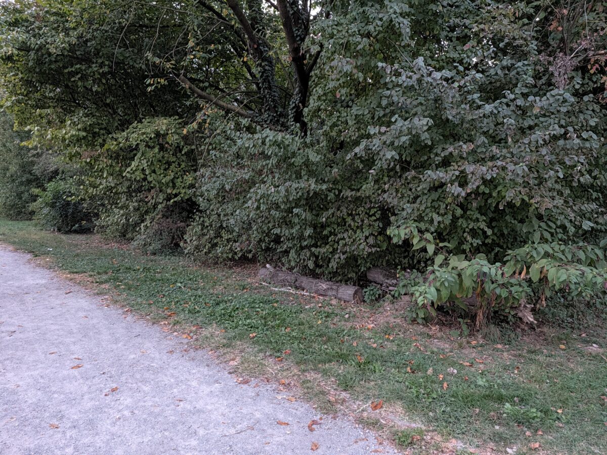 Fotografia scattata con Google Pixel 11 che mostra la gestione del colore e del contrasto della fotocamera principale da 48 MP.